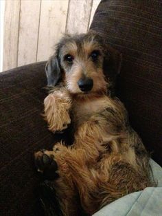 a brown and black dog sitting on top of a couch