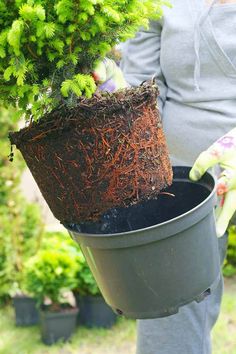 a woman is holding a potted plant in her hand and gardening gloves are on the ground