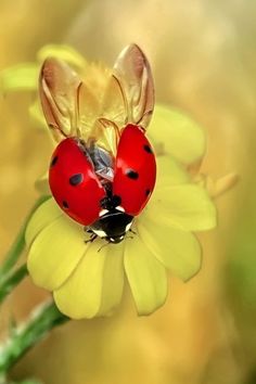 two ladybugs sitting on top of a yellow flower