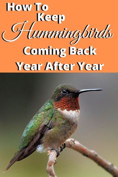 a hummingbird sitting on top of a tree branch with the words how to keep hummingbirds