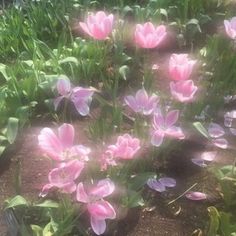 some pink flowers are growing in the dirt