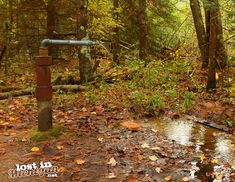 a small stream running through a forest filled with lots of trees and leaves on the ground