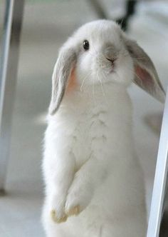 a white rabbit standing on its hind legs