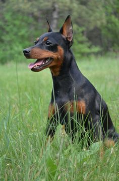 a black and brown dog sitting in the grass