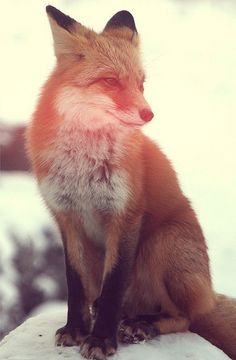 a red fox sitting on top of snow covered ground