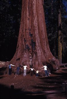 four people standing in front of a large tree