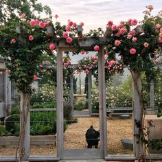 a black cat sitting in the middle of a garden with pink roses on it's arbor