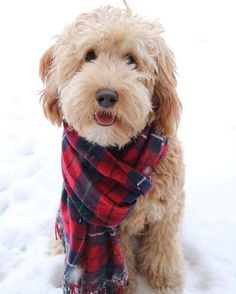 a brown dog wearing a red and black plaid scarf on top of snow covered ground