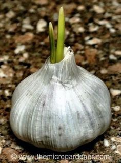 a close up of a garlic plant on the ground