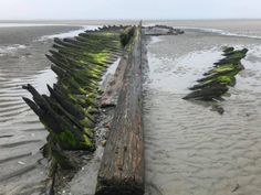 an old wooden plank laying on the beach with green moss growing on it's sides