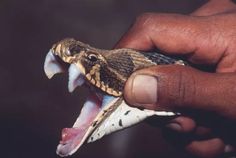 a hand holding a snake with its mouth open and it's teeth wide open