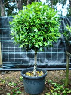 a small tree in a blue pot on the ground next to a black tarp