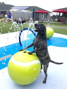 a dog sitting on top of an inflatable ball with water spouting from it