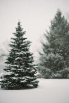 two evergreen trees covered in snow on a snowy day