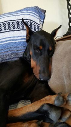 a black and brown dog laying on top of a couch next to a blue pillow