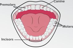 the parts of an open mouth