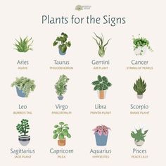 the different types of plants that can be used to describe what kind of plant they are