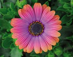 an orange and pink flower with green leaves in the background