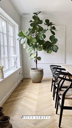 a dining room table with chairs and a potted plant in the corner on one side