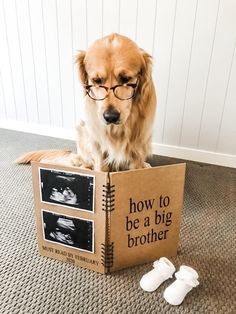 a dog sitting on the floor next to a box that says how to be a big brother