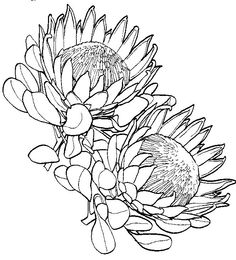 two flowers are shown in this black and white drawing