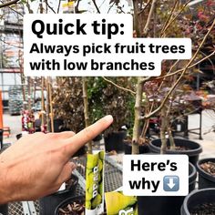 Josh Gardens | ‼️Post in the comments your deer fencing strategy. 🧐 This old school hand built fence utilizes a double fence method where the deer will... | Instagram Fruit Trees