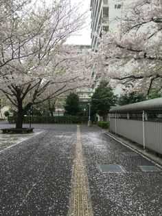 an empty street lined with cherry blossom trees in front of a tall building on the other side