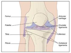 size: 12x9in Photographic Print: Knee Joint Anatomy, Artwork by Peter Gardiner : Artists Anatomy Artwork, Foot Reflexology, Joints Pain Relief, Anti Ageing, Reflexology, Knee Pain, Alternative Medicine