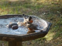 two birds are bathing in a bird bath