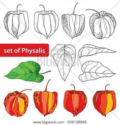 a set of physalis with different shapes and colors on a white background