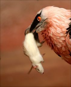 a large bird with an animal in it's beak