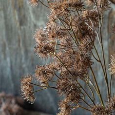 some brown flowers are in a vase on a wooden table with an old wall behind it