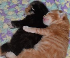 two kittens cuddle together on a blanket