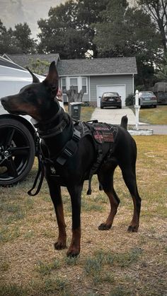 a black and brown dog standing on top of a grass covered field next to a motorcycle