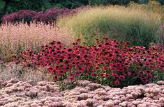 many different types of flowers in a field