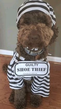 a brown dog wearing a black and white striped outfit with a sign on it's chest