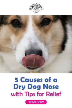 a brown and white dog with its tongue sticking out, looking at the camera text reads 5 cause of a dry dog nose with tips for relief read now