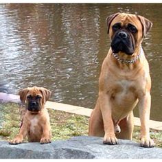 two brown dogs sitting next to each other near water