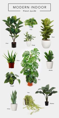 a poster with different types of house plants