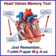 an image of a heart with labels on it