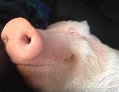 a close up of a white pig's nose