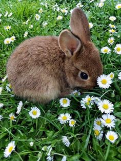 a rabbit is sitting in the grass among daisies