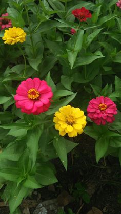 several different colored flowers in a garden