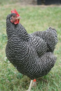 a black and white chicken standing in the grass