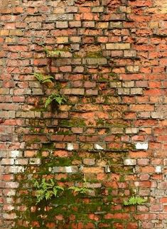 an old brick wall with green plants growing on it