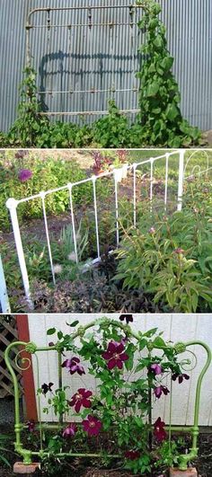 there are many different types of plants growing in the yard and on the fenced off area