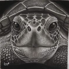 a pencil drawing of a turtle's face