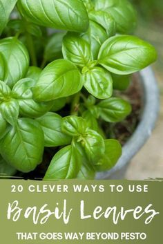 basil leaves in a pot with the title 20 clever ways to use basil leaves that goes way beyond pesto