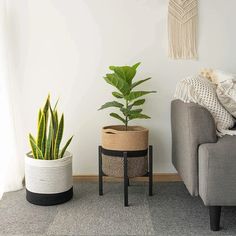 three potted plants sit in front of a gray couch with white walls and flooring