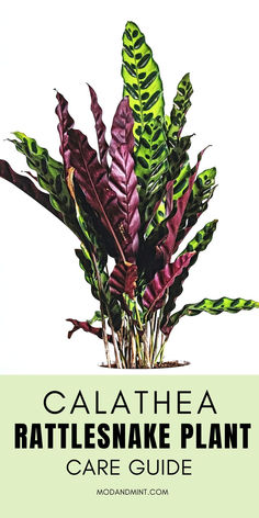 a plant with green leaves and purple flowers in the center, on a white background text reads calathhea rattlesnake plant care guide